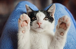 post-What Cat Meows Actually Mean ?>