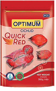 Optimum Cichlid